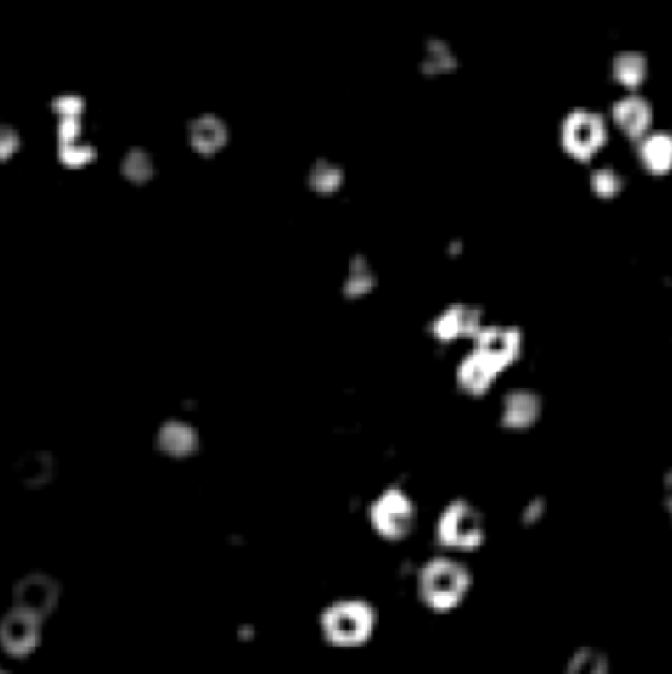 HQ microscopy image